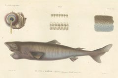 Antique Print of Greenland Shark with Detail Views – Paris, circa 1845