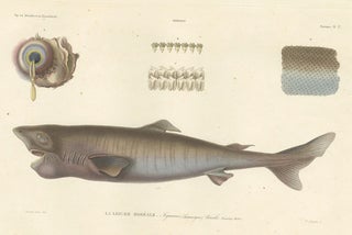 Antique Print of Greenland Shark with Detail Views, Paris, circa 1845, view 3