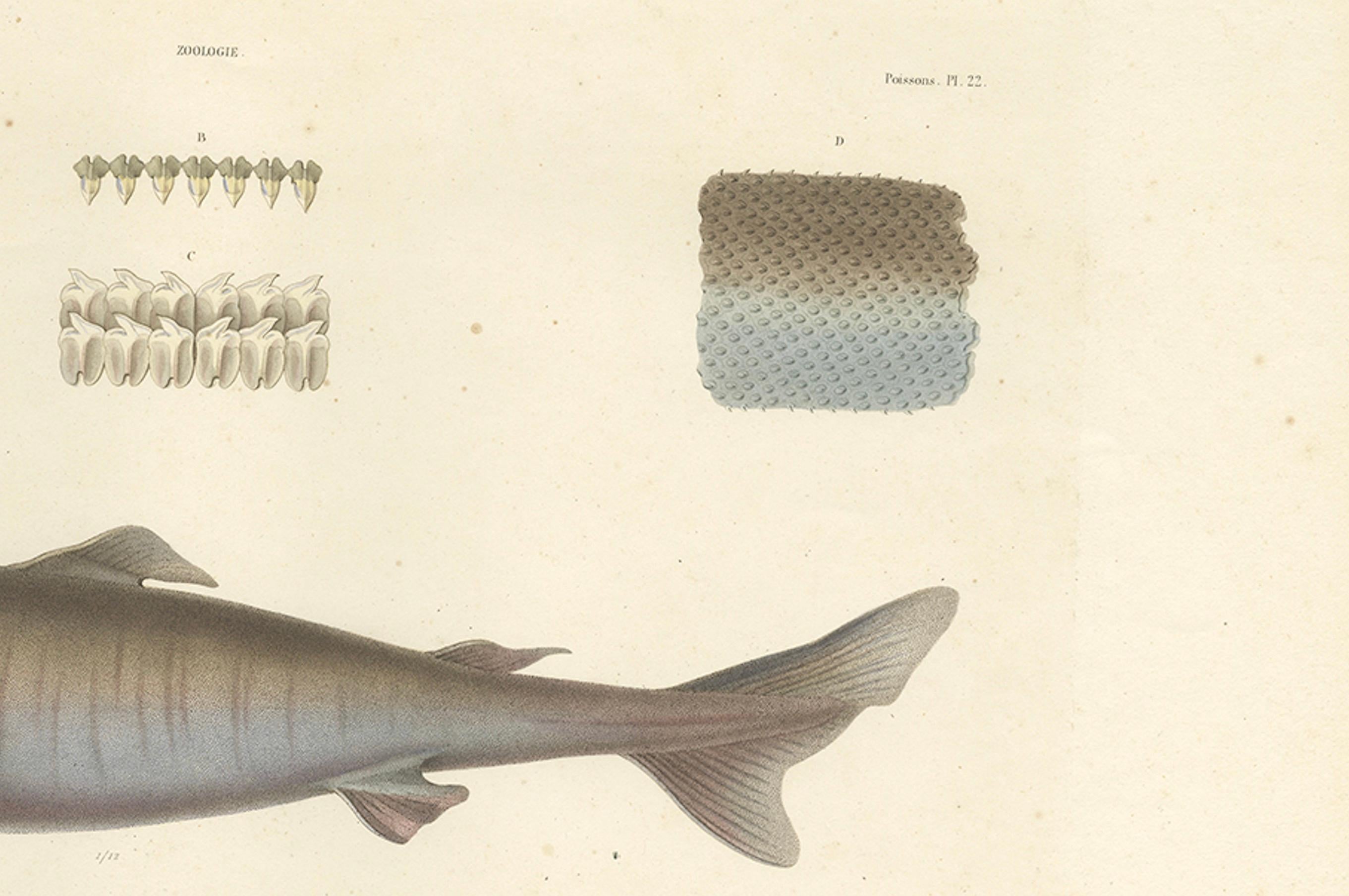 French Antique Print of Greenland Shark with Detail Views – Paris, circa 1845 For Sale