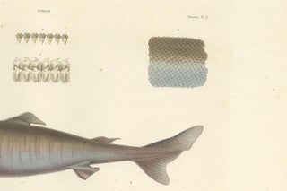 Antique Print of Greenland Shark with Detail Views, Paris, circa 1845, view 4