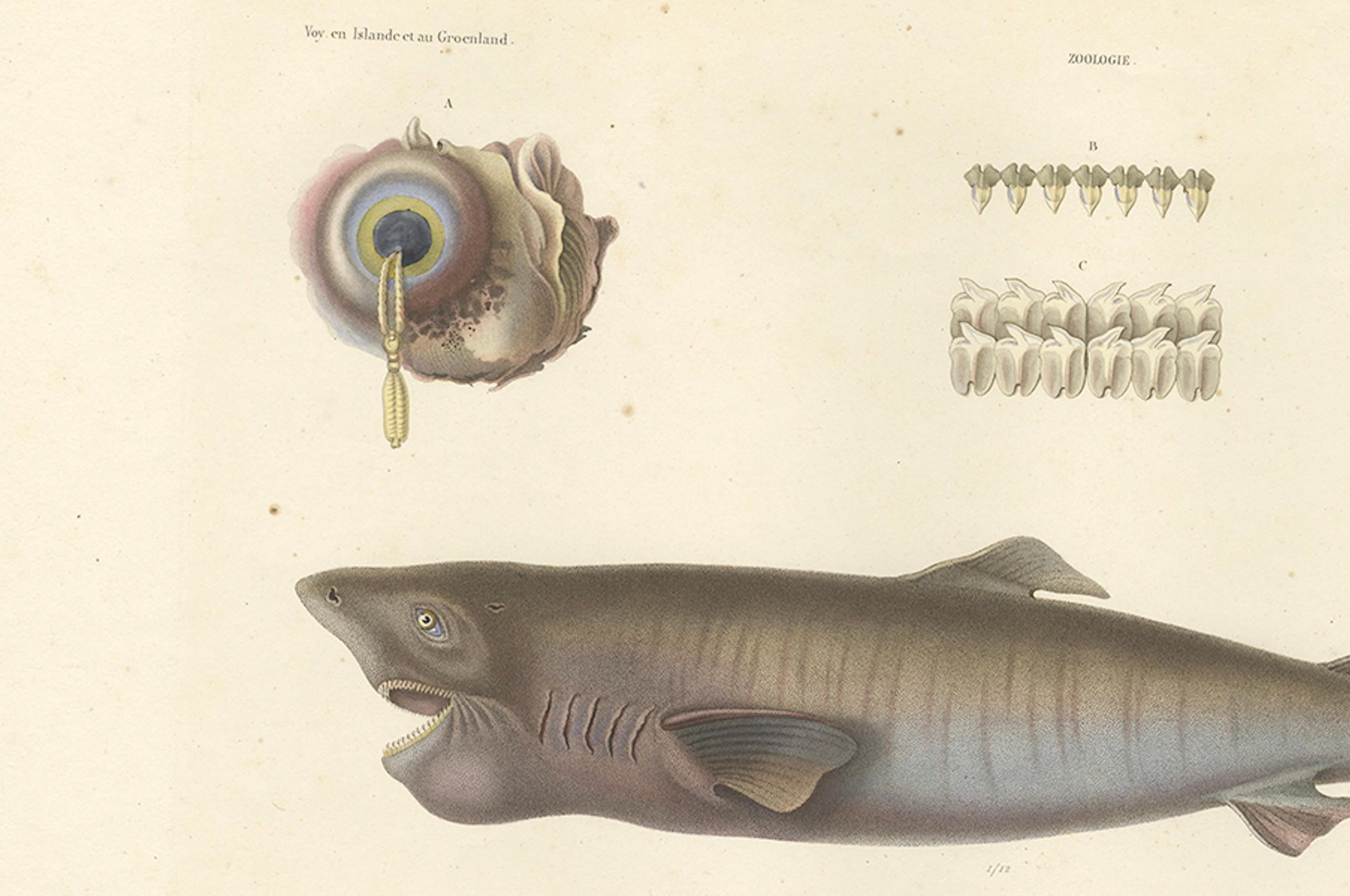 Antique Print of Greenland Shark with Detail Views – Paris, circa 1845 In Good Condition For Sale In Langweer, NL