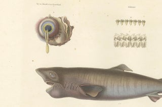 Antique Print of Greenland Shark with Detail Views, Paris, circa 1845, view 5