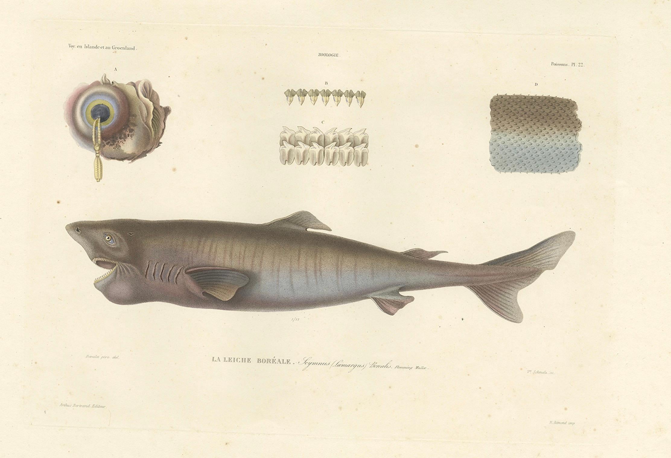19th Century Antique Print of Greenland Shark with Detail Views – Paris, circa 1845 For Sale