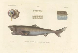 Antique Print of Greenland Shark with Detail Views, Paris, circa 1845, view 6