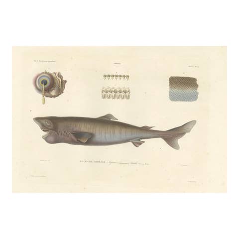 Antique Print of Greenland Shark with Detail Views – Paris, circa 1845