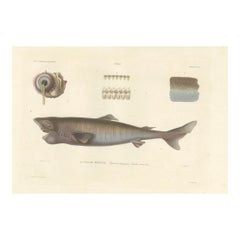 Antique Print of Greenland Shark with Detail Views – Paris, circa 1845