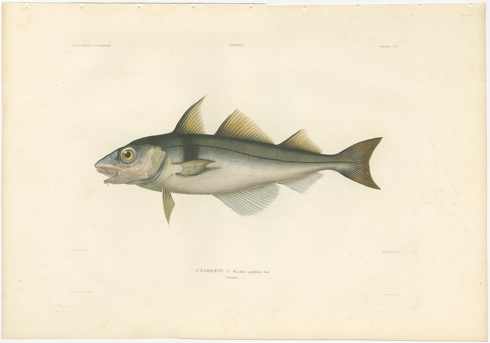 Antique Print of Haddock (Melanogrammus Aeglefinus) – French Arctic Voyage, 1845

This fine hand-colored lithograph features L’Écrefin (Melanogrammus Aeglefinus), more commonly known as the haddock, a staple of North Atlantic fisheries. The