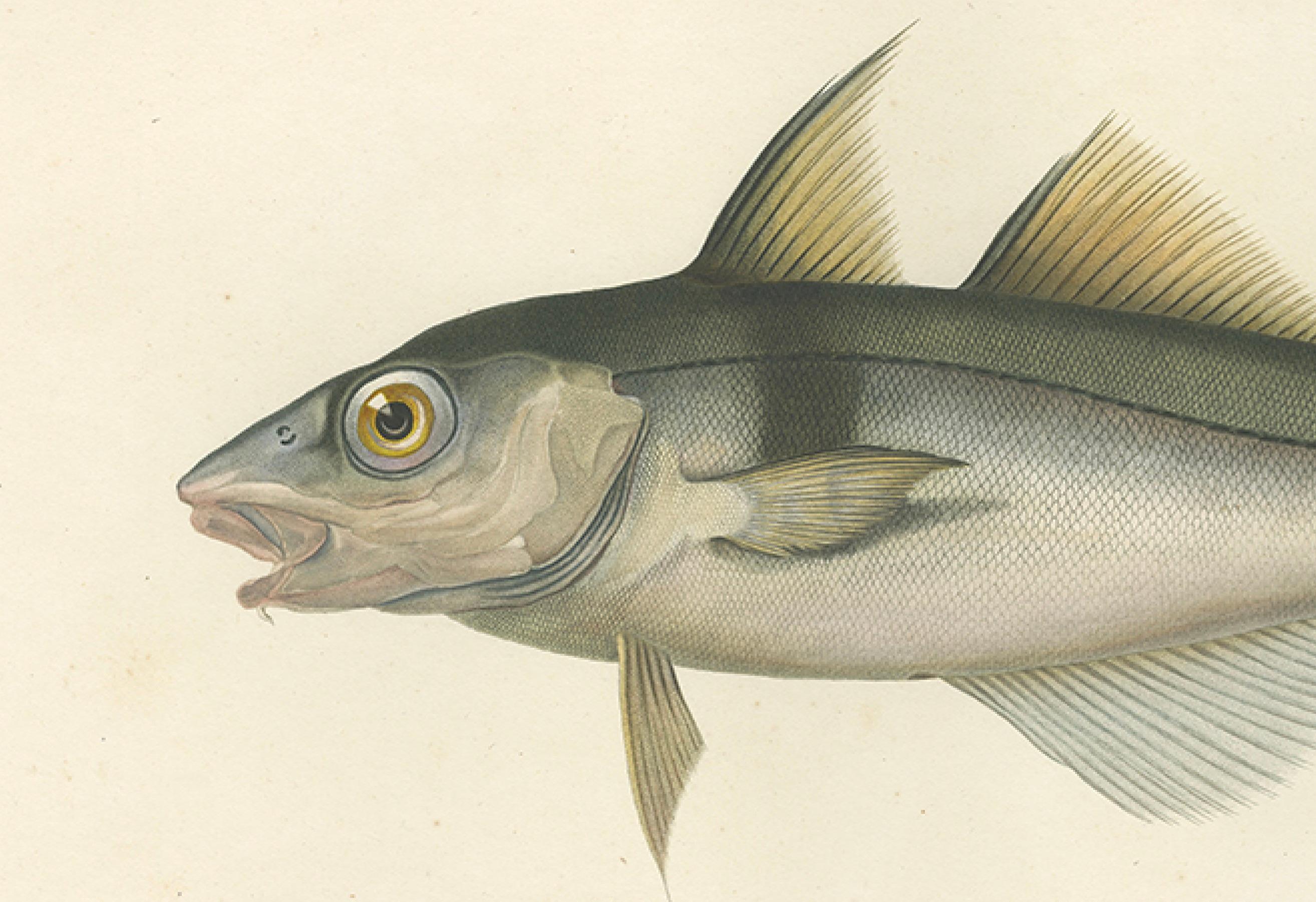 Antique Print of Haddock (Melanogrammus aeglefinus) – French Arctic Voyage, 1845 In Good Condition For Sale In Langweer, NL
