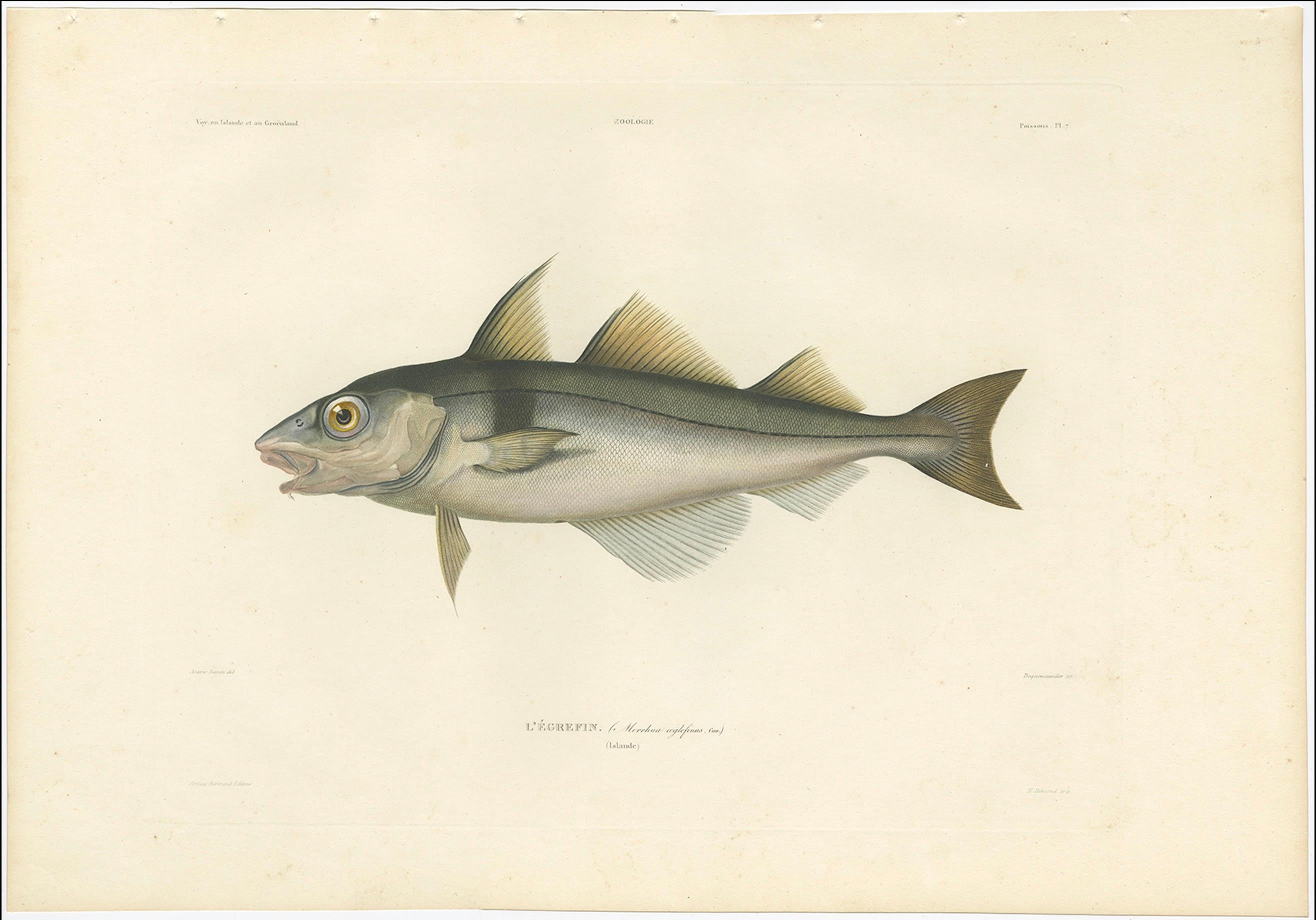 19th Century Antique Print of Haddock (Melanogrammus aeglefinus) – French Arctic Voyage, 1845 For Sale