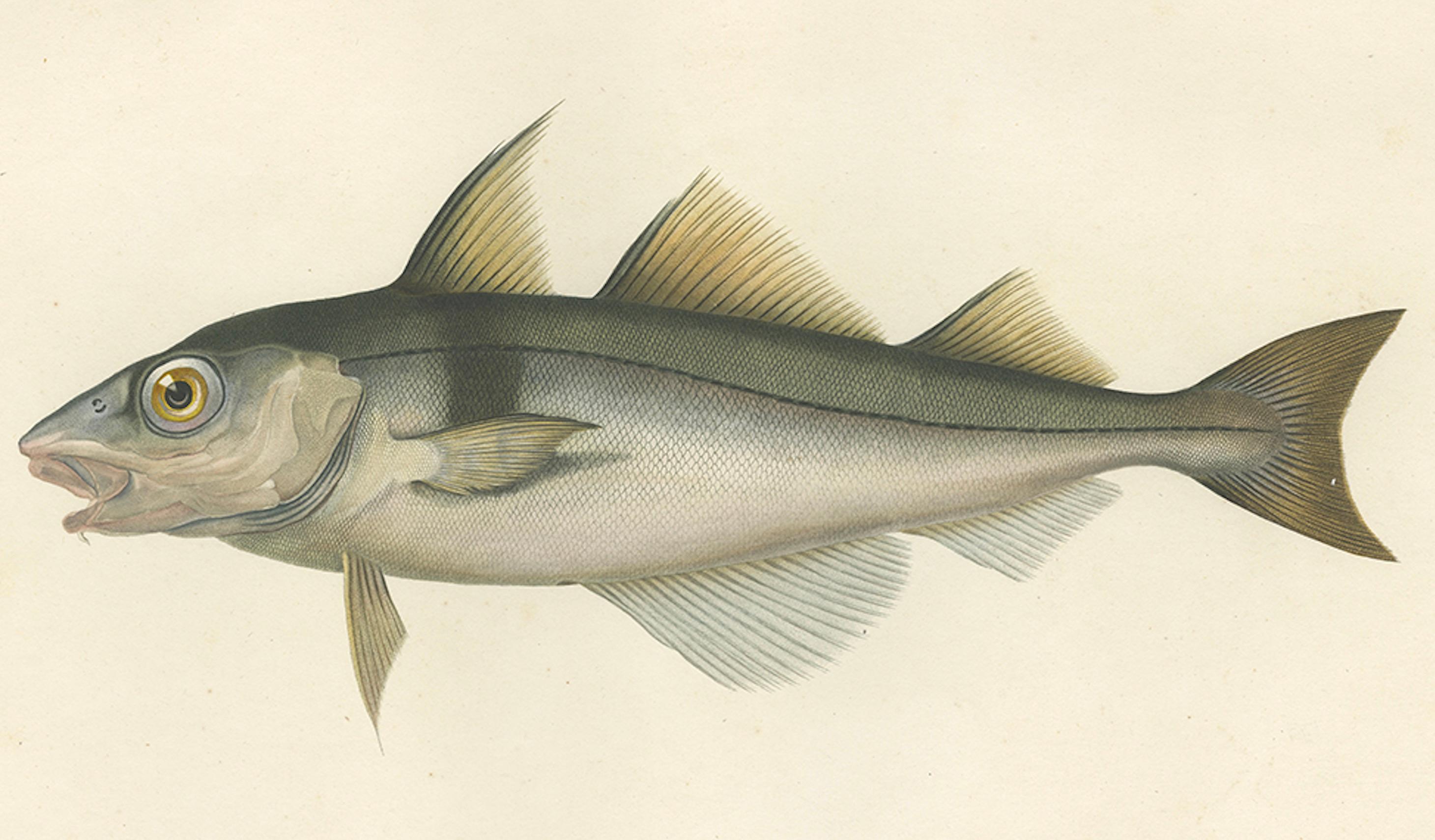 Paper Antique Print of Haddock (Melanogrammus aeglefinus) – French Arctic Voyage, 1845 For Sale