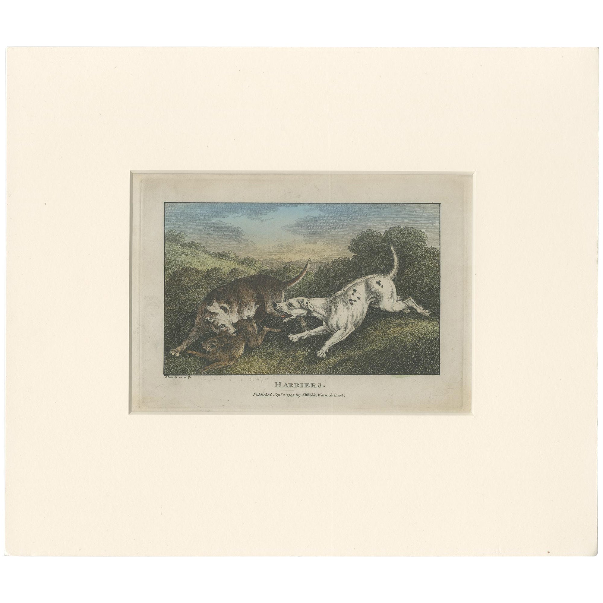 Stampa antica di cani da caccia alle lepri di Wheble del 1797