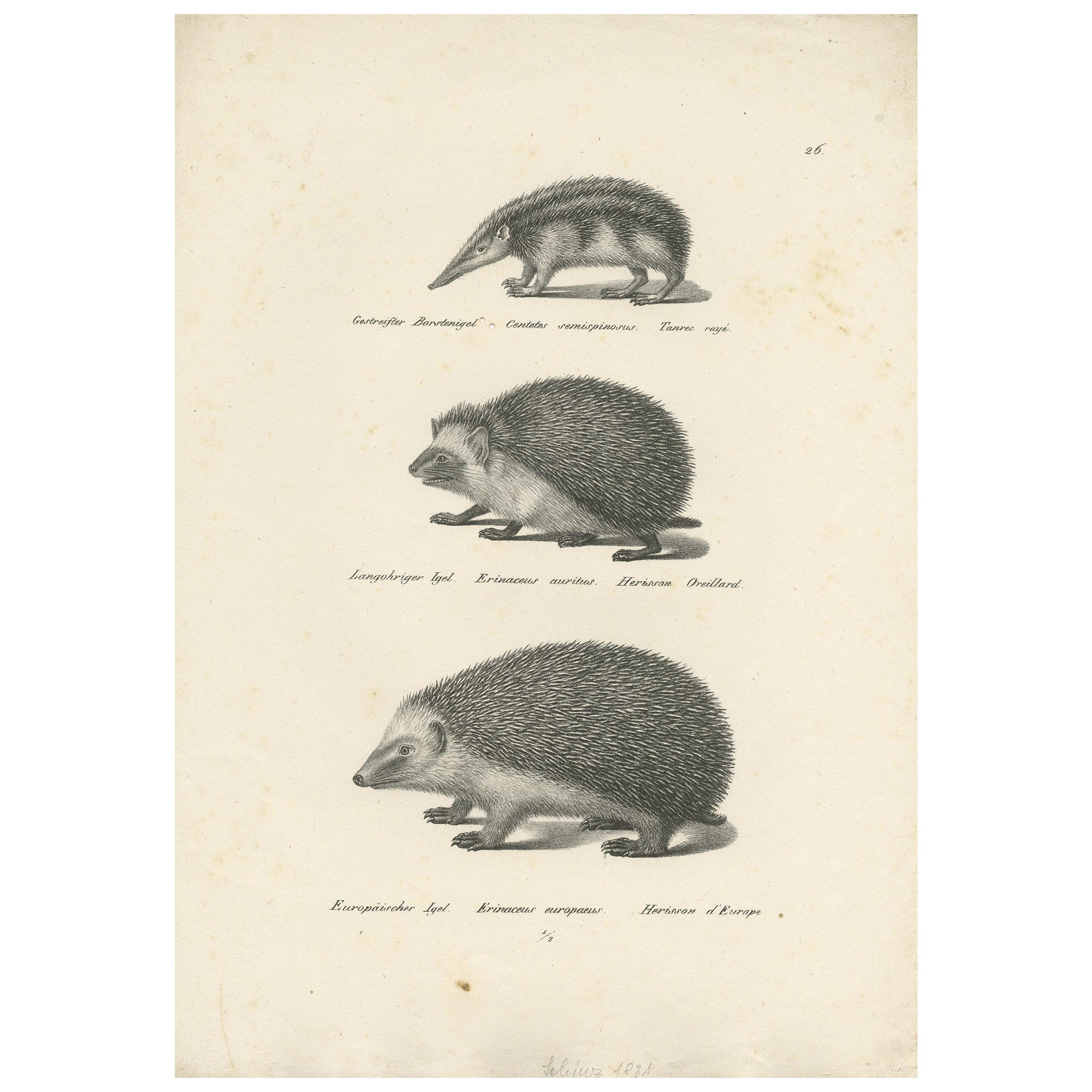 Antique Print of Hedgehogs, 'c.1830' For Sale