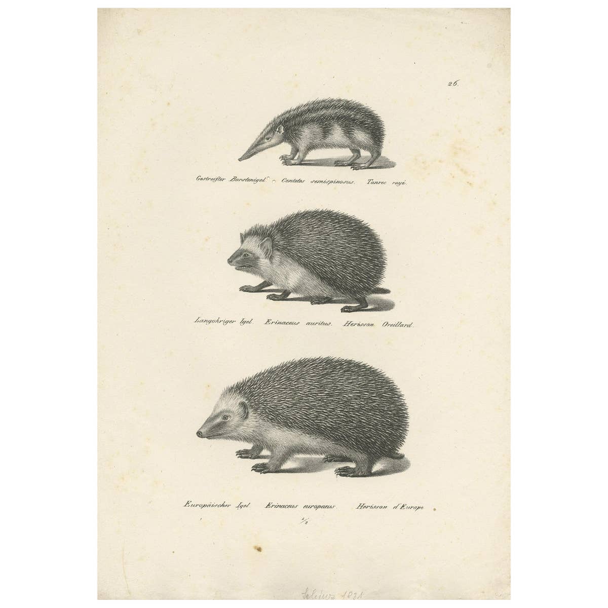 Antique Print of Hedgehogs, 'c.1830'