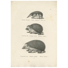 Antique Print of Hedgehogs, 'c.1830'