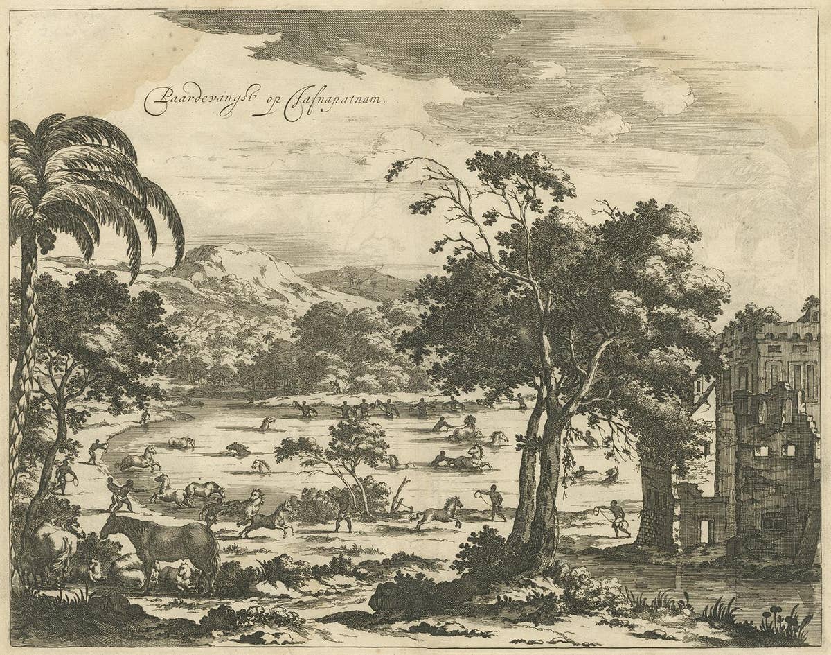 Antique Print of Horse Catching in Ceylon/Sri Lanka by P. Baldaeus (1672)