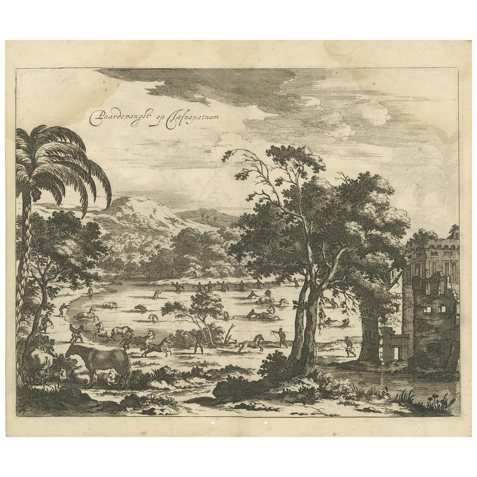 Stampa antica di Cattura di cavalli a Ceylon/Sri Lanka di P. Baldaeus (1672)