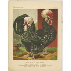 Antique Print of Houdan Chicken by Cassell, c.1880