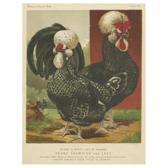 Antique Print of Houdan Chicken by Cassell, c.1880