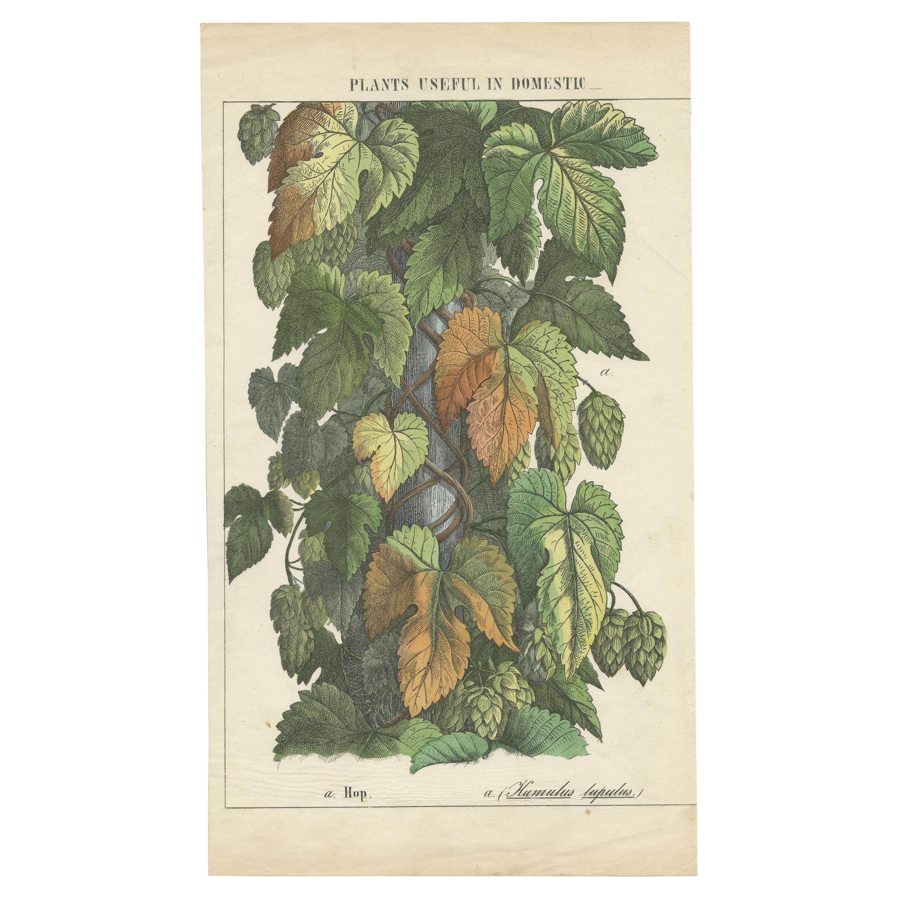 Impression ancienne de Humulus Lupulus « Common Hop » ( Hop commun) vers 1870 en vente