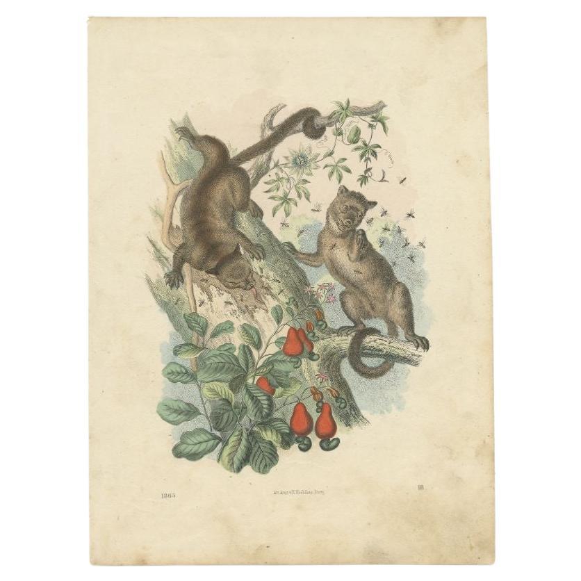 Antique print of kinkajou, a tropical rainforest mammal of the family Procyonidae related to olingos, coatis, raccoons, and the ringtail and cacomistle. This print originates from ‘Das Buch der Welt‘ by Carl Hoffmann.

Artists and Engravers: