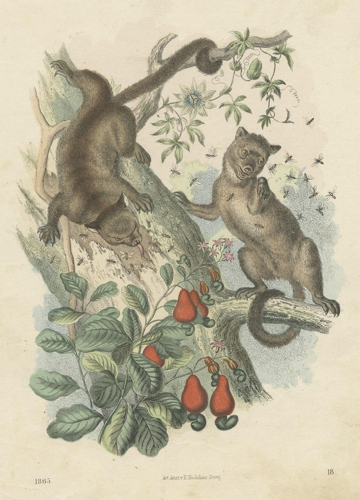 Paper Antique Print of Kinkajous, a Tropical Rainforest Mammal, 1865 For Sale