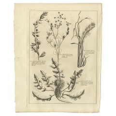 Antique Print of Knapweed and Other Plants, 1773