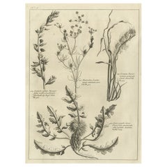 Stampa antica di Knapweed e altre piante, 1773