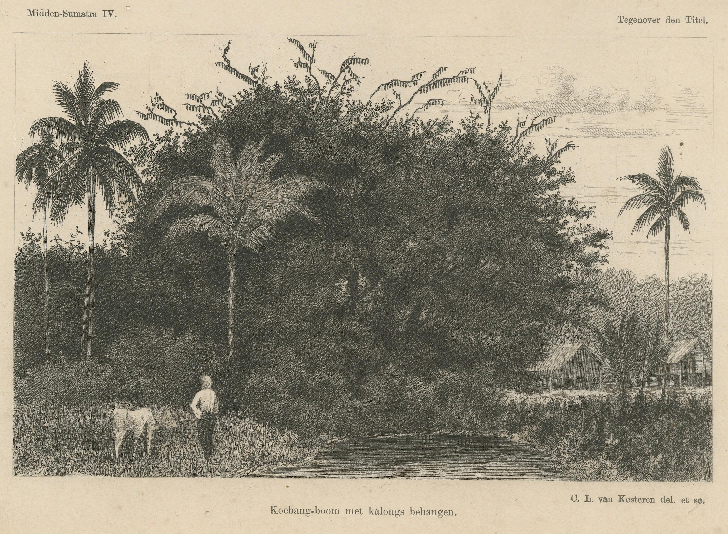 Stampa antica di Albero di Koebang con Kalongs, Sumatra di van Kesteren, 1880 ca.

Questa suggestiva stampa antica raffigura un albero di Koebang con dei kalong (grandi pipistrelli della frutta) appesi ai suoi rami, tratta da una pubblicazione
