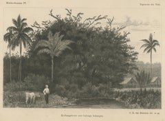 Antique Print of Koebang Tree with Kalongs, Sumatra by van Kesteren c.1887