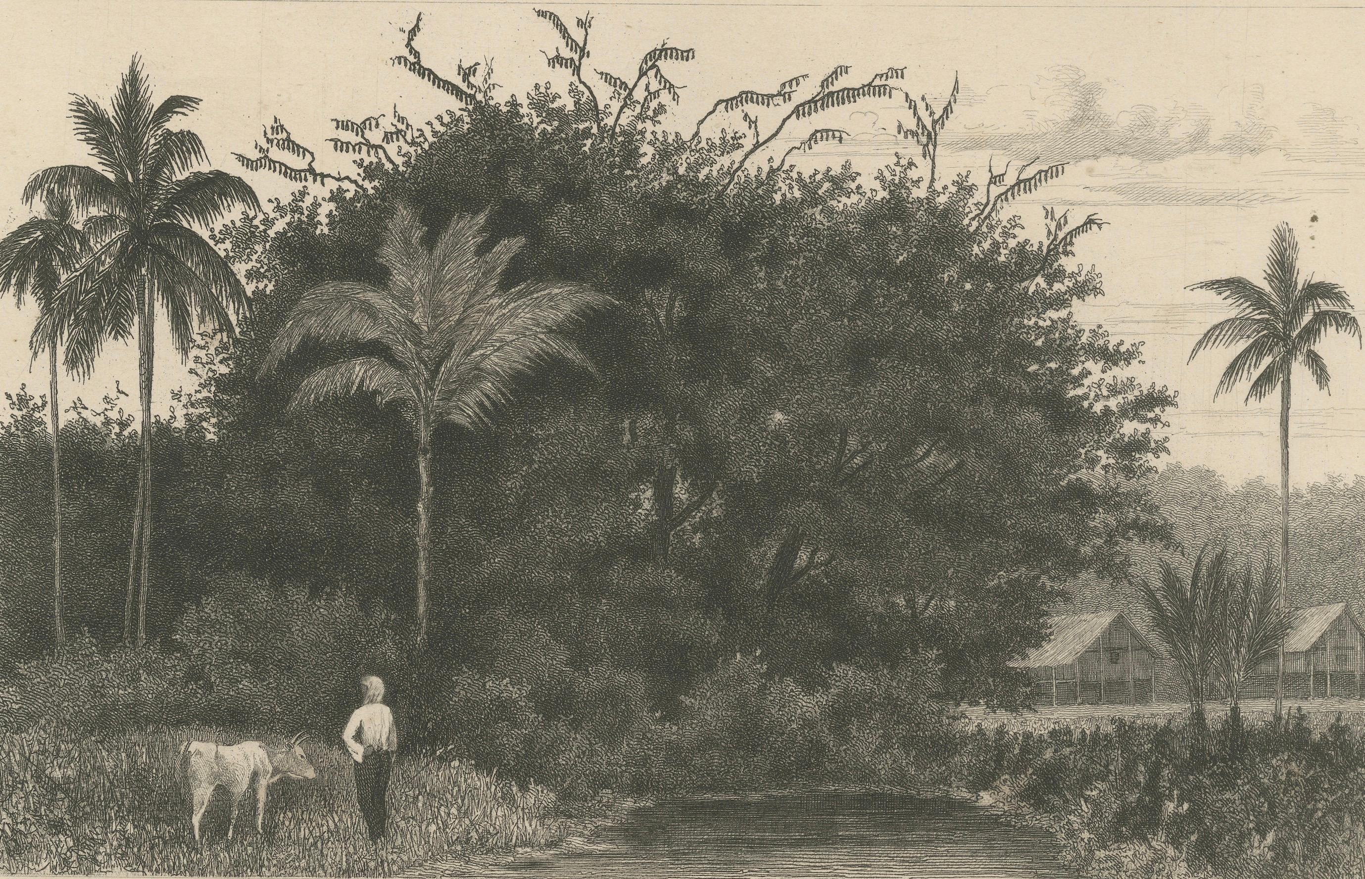 Olandese Stampa antica di Albero di Koebang con Kalongs, Sumatra di van Kesteren, 1887 ca. in vendita