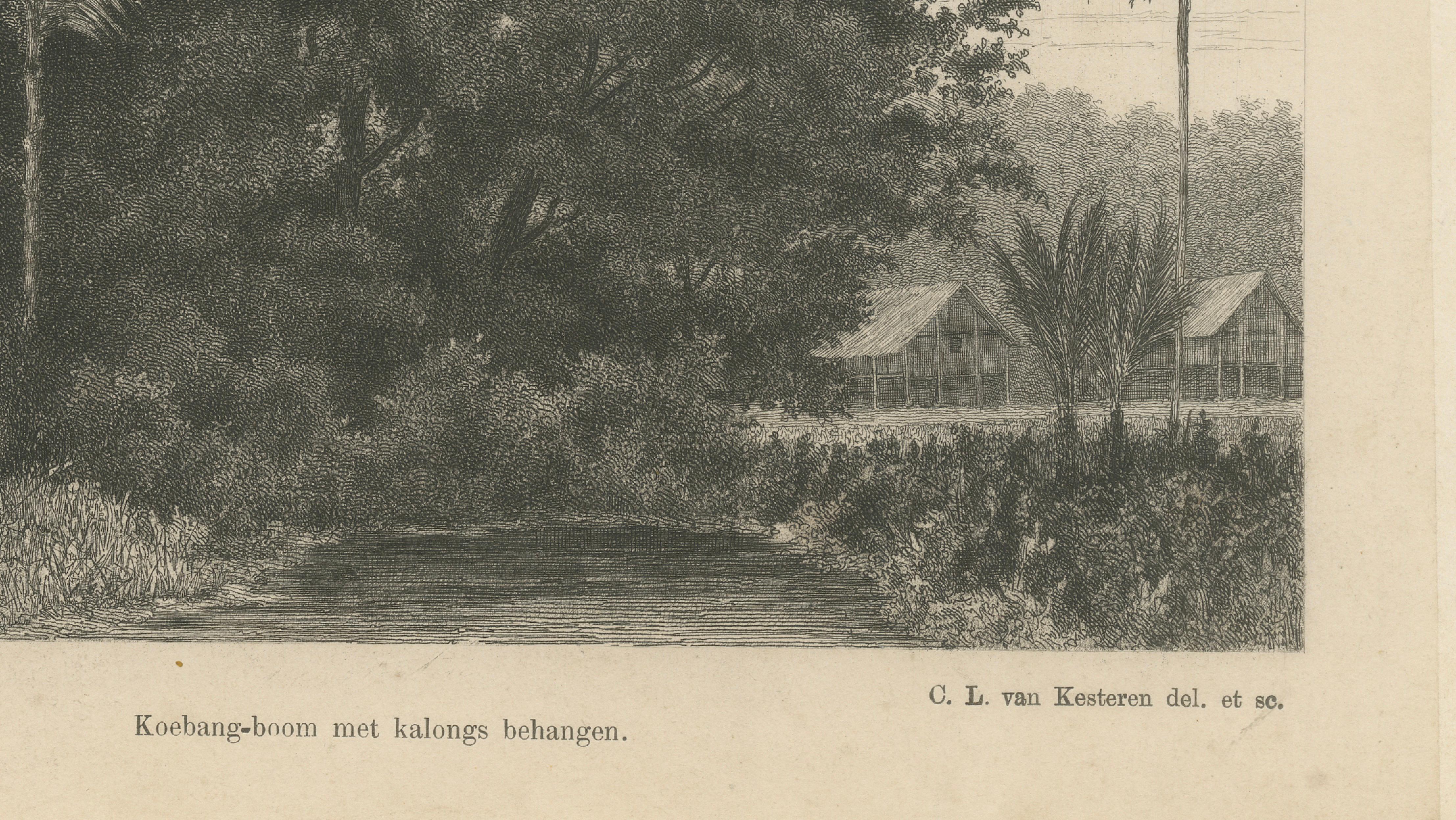 Stampa antica di Albero di Koebang con Kalongs, Sumatra di van Kesteren, 1887 ca. In condizioni buone in vendita a Langweer, NL
