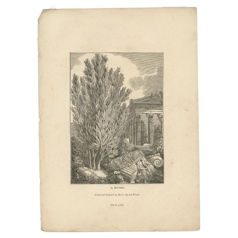 Antique Print of Laurus Nobilis or Laurel, an Aromatic Evergreen Tree For Sale