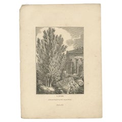 Used Print of Laurus Nobilis or Laurel, an Aromatic Evergreen Tree