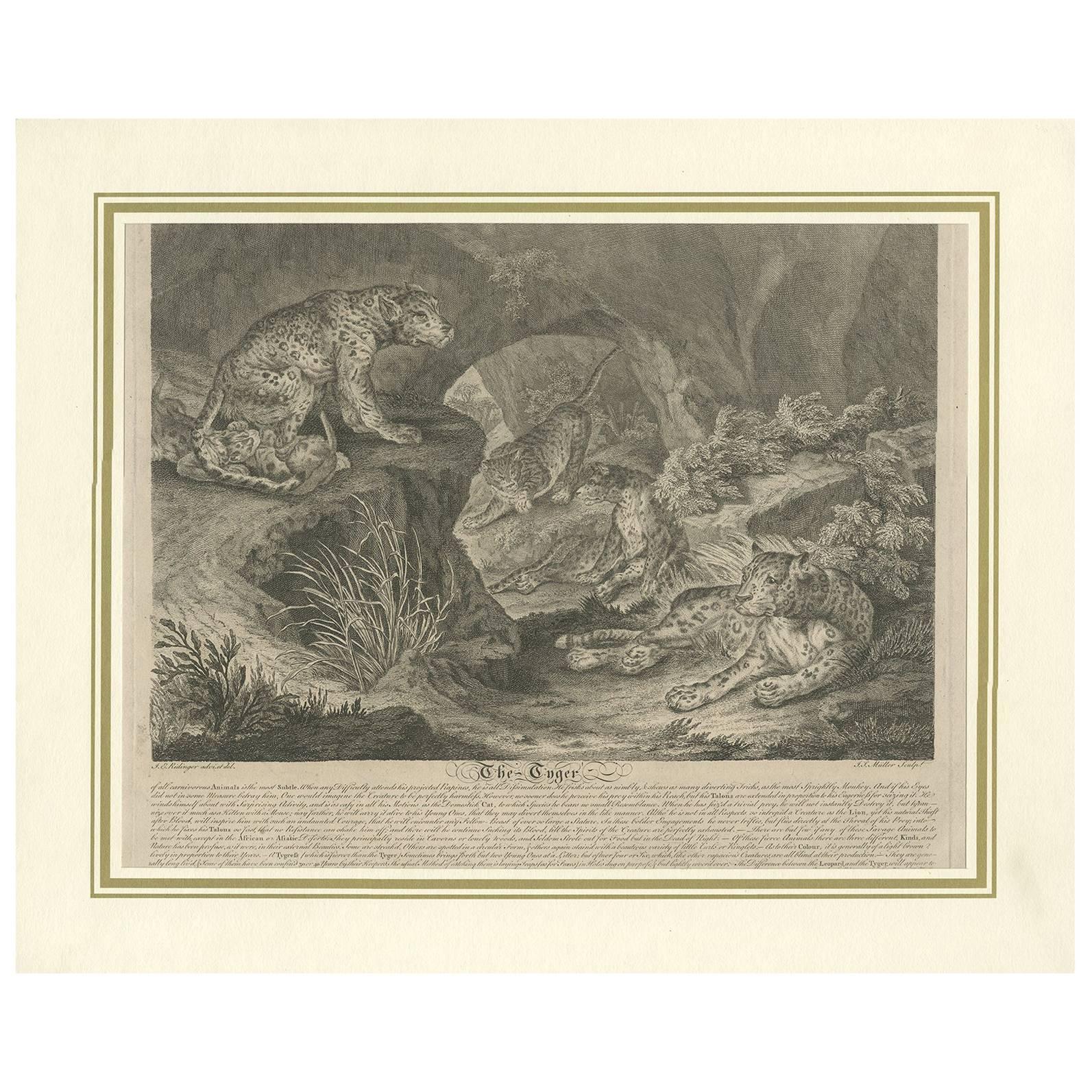 Estampa antigua de Leopardos de J.S. Müller, 1794