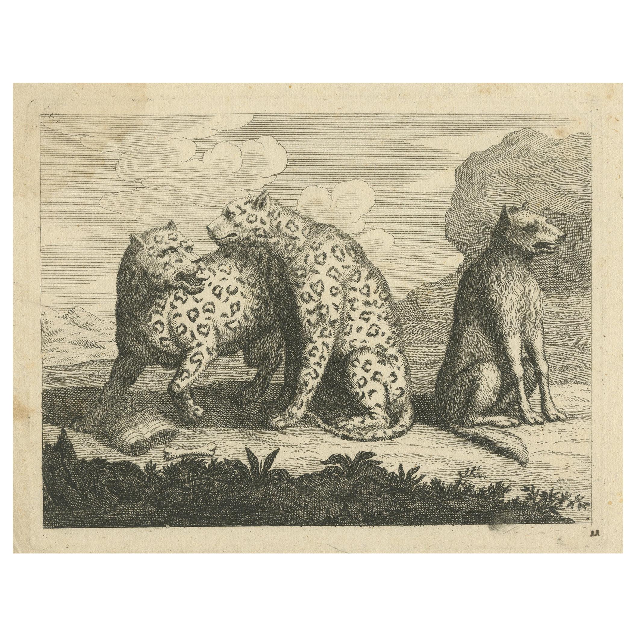 Antique Print of Leopards, c.1760 For Sale