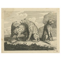 Antique Print of Leopards, c.1760