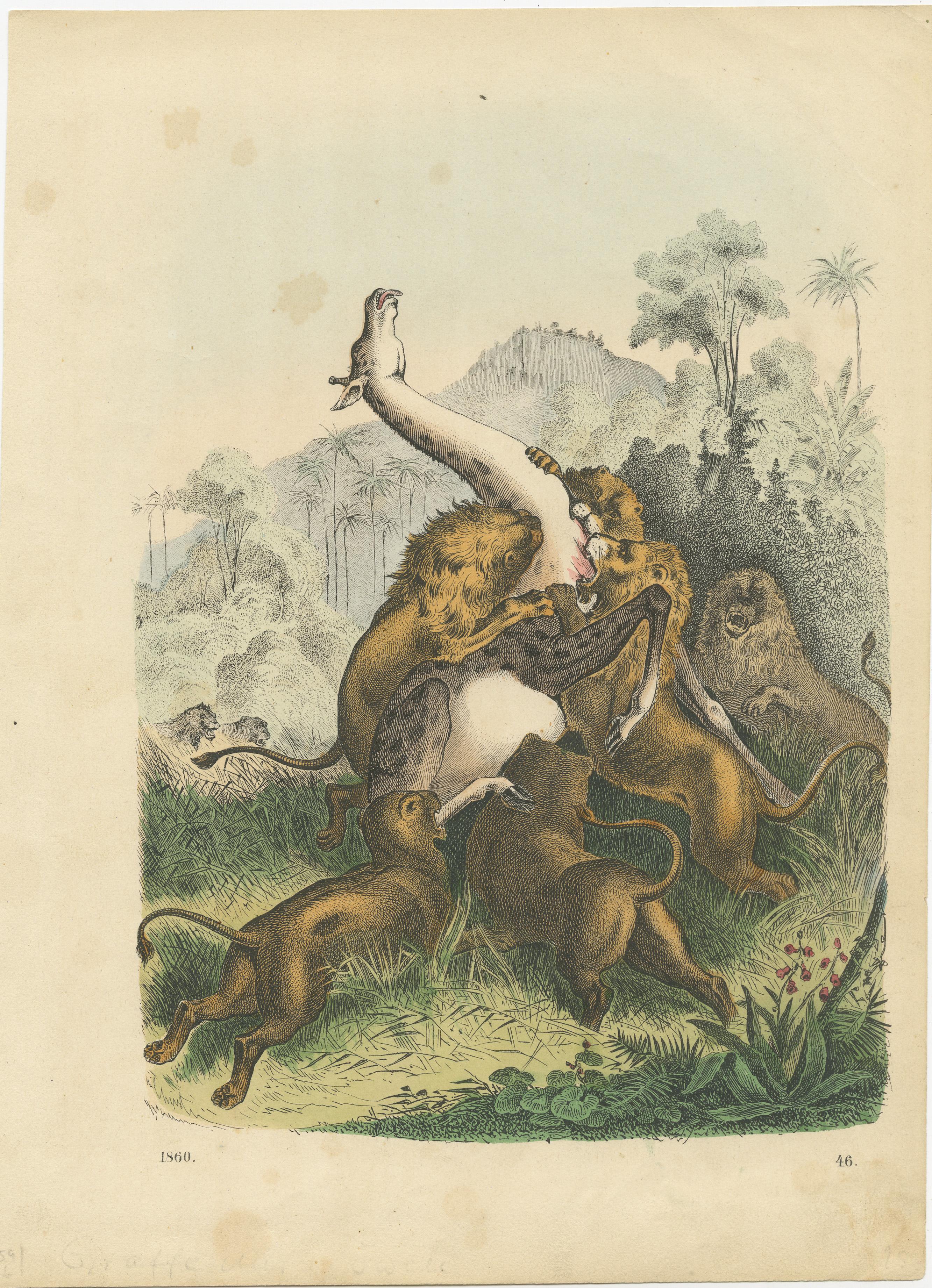 Original old print of lions attacking a giraffe. Published circa 1860.