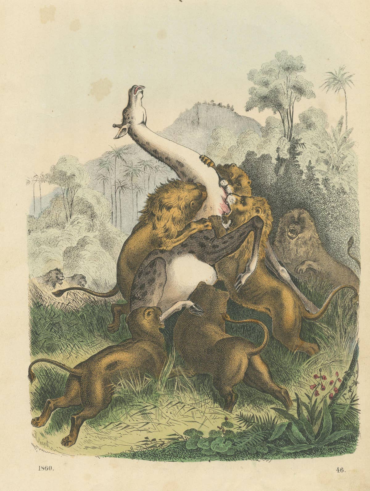 Antique Print of Lions Attacking a Giraffe