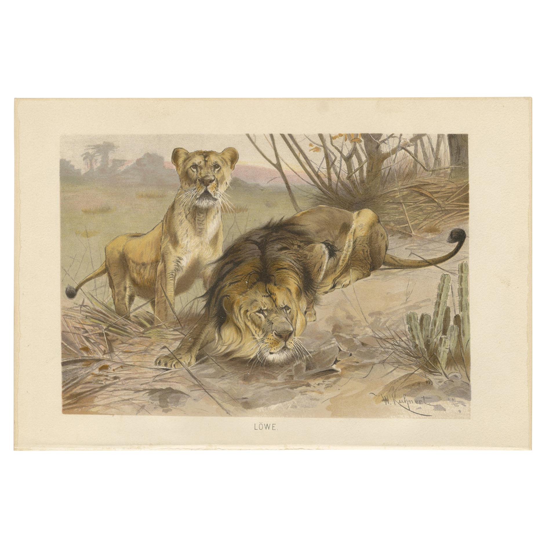 Antique Print of Lions by Brehm 'c.1890' For Sale