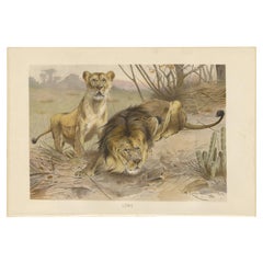 Antique Print of Lions by Brehm 'c.1890'
