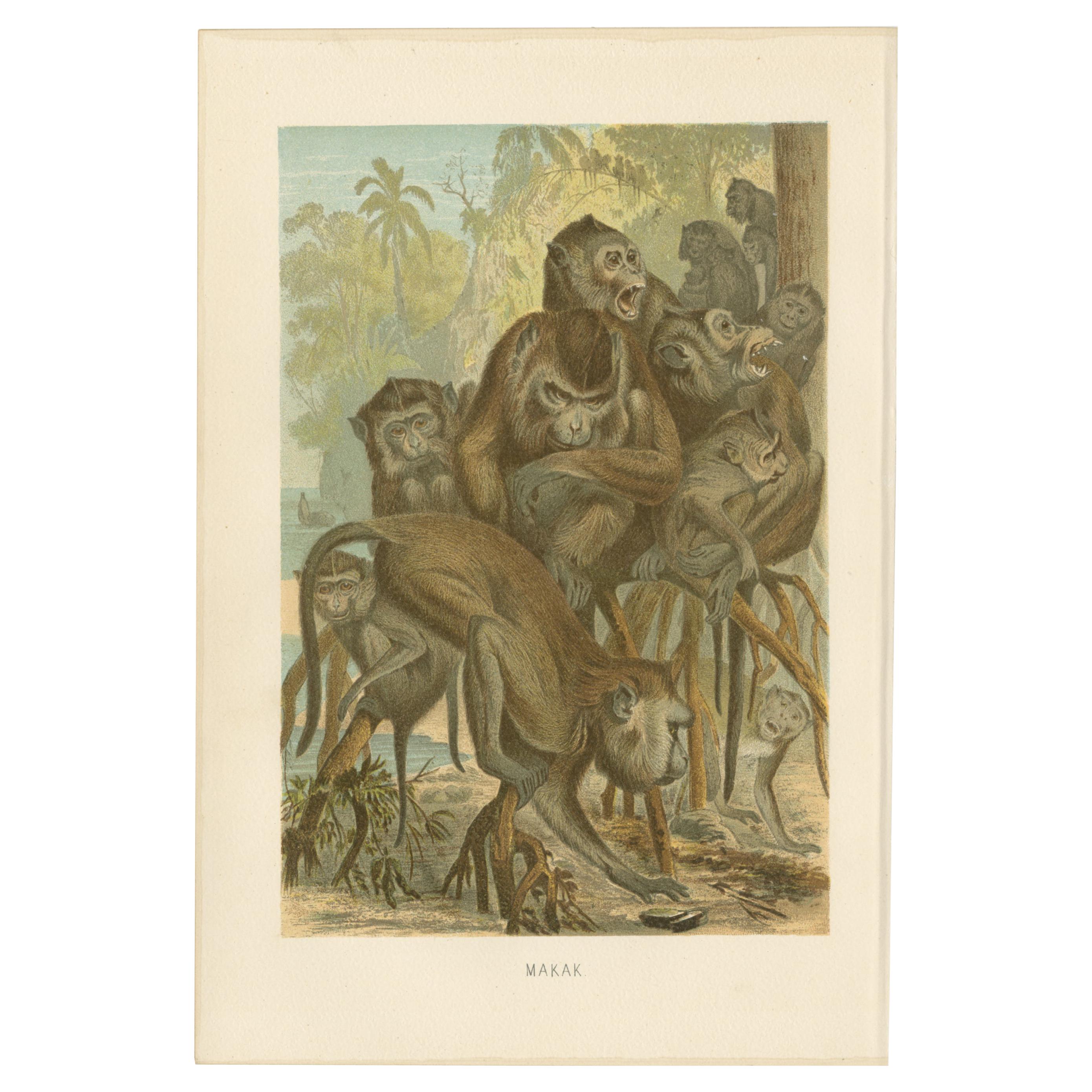 Impression ancienne de singes de Macaque par Brehm, vers 1890