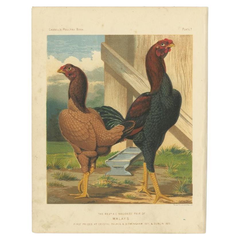 Antique print titled 'The Rec A.C. Brookes Pair of Malays'. Pair of Malay chickens, a breed of game chicken. This print originates from 'The Illustrated Book of Poultry' by Lewis Wright.

Artists and Engravers: Published by Cassell. 

Enter the