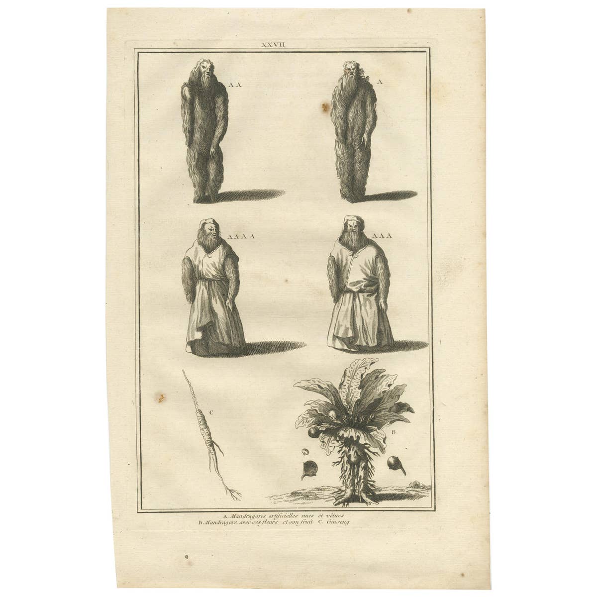 Antique Print of Mandrake Roots and a Root of Ginseng, 'c.1790'