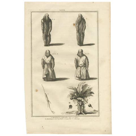 Antique Print of Mandrake Roots and a Root of Ginseng, 'c.1790'