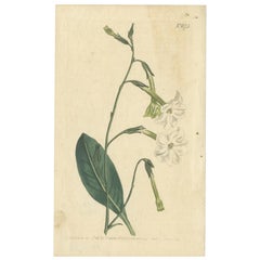 Impression ancienne de Nicotiana Undulata ou plante à tabac de la Nouvelle- Hollande, 1803