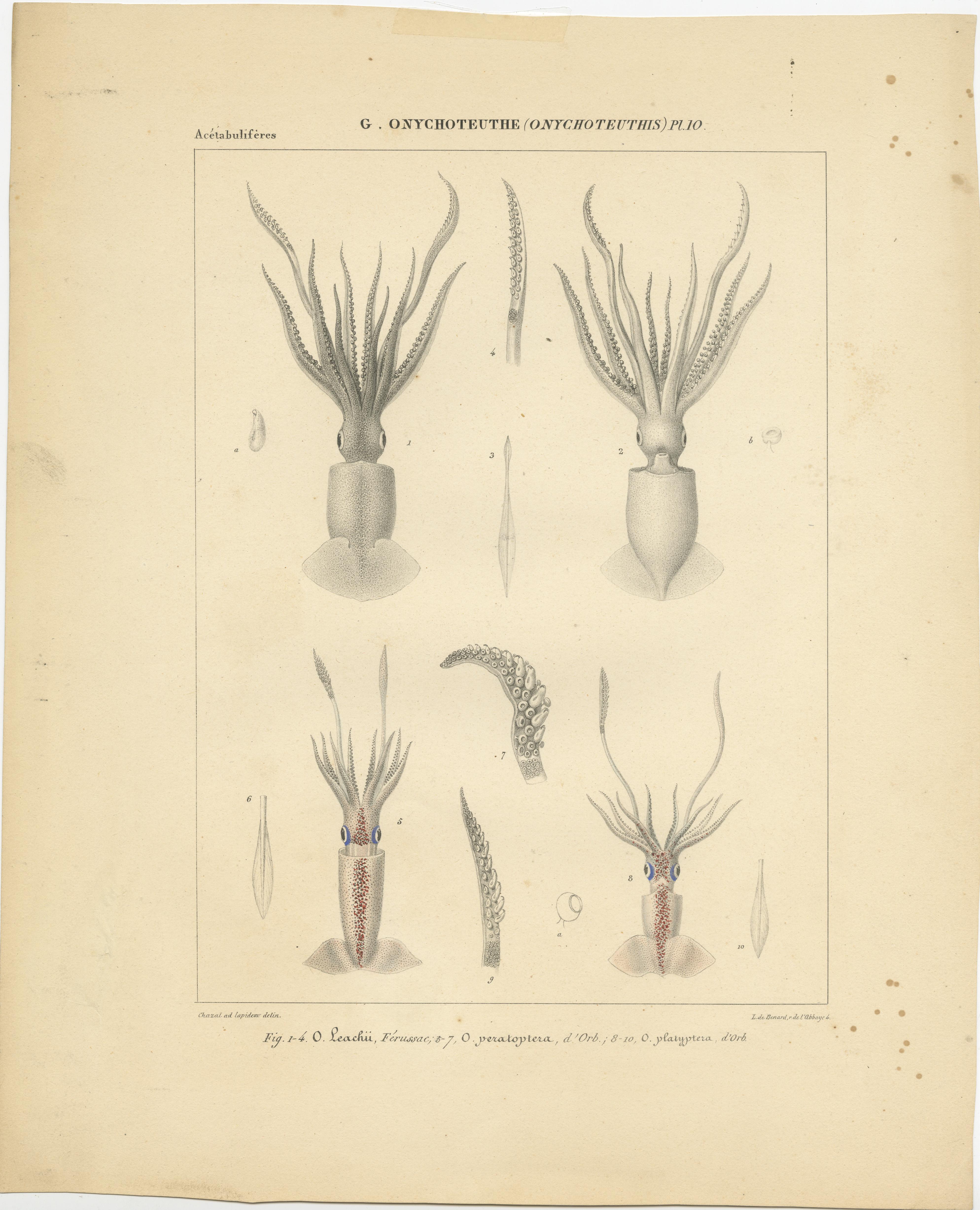Stampa antica dal titolo 'G.Onychoteuthe'. Stampa antica di specie di Onychoteuthis, un genere di calamari della famiglia Onychoteuthidae.

Litografia di Benard dopo d'Orbigny. Pubblicato nel 1845 circa. 