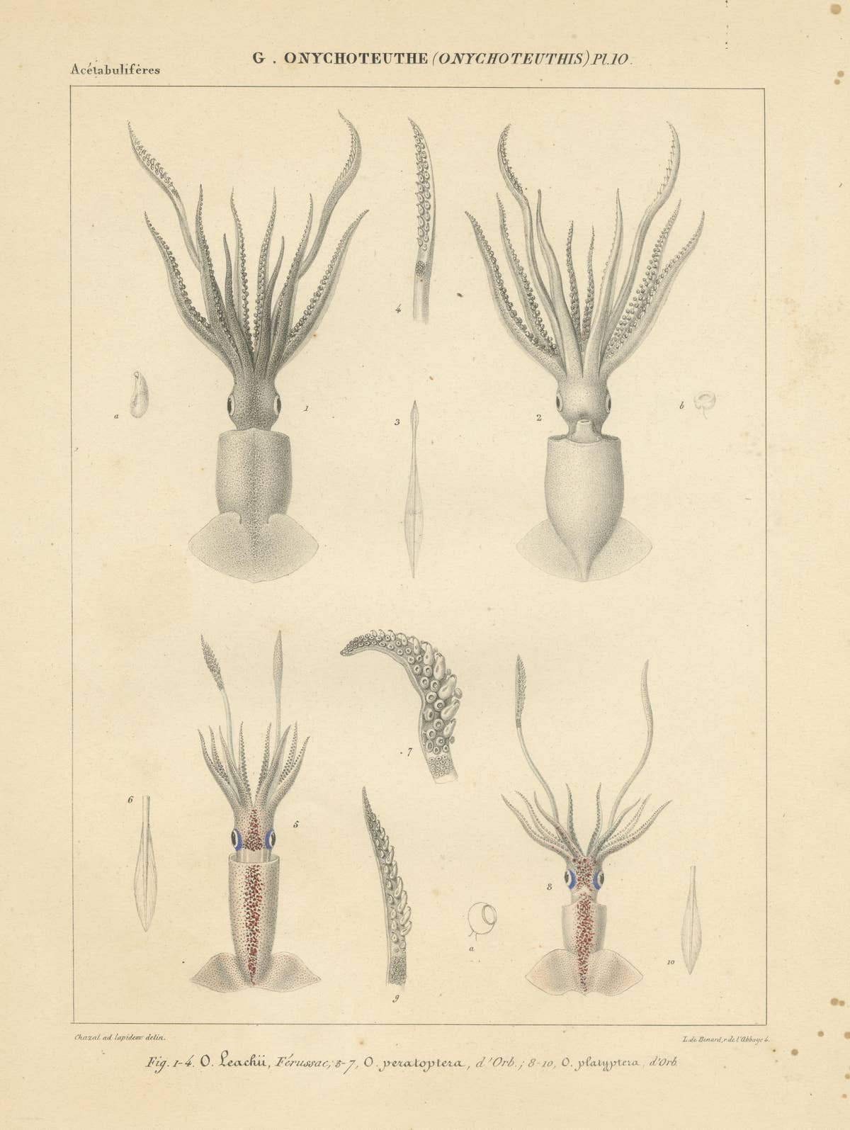 Antique Print of Onychoteuthis Squid species