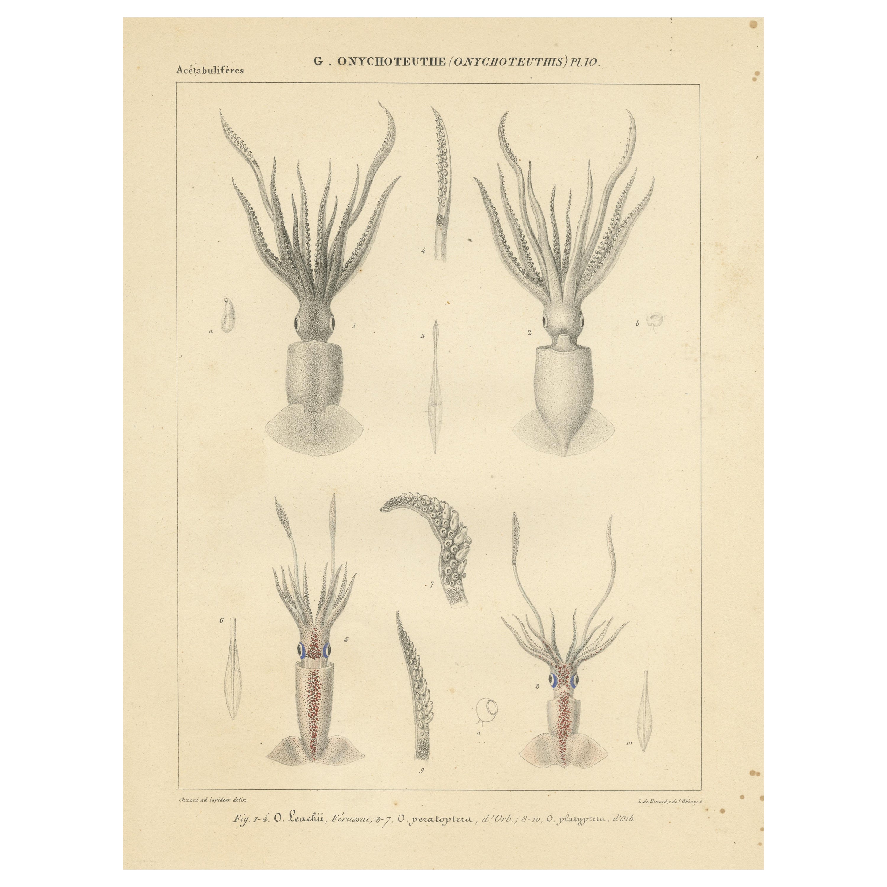 Antiker Druck von Onychoteuthis Schlangenarten
