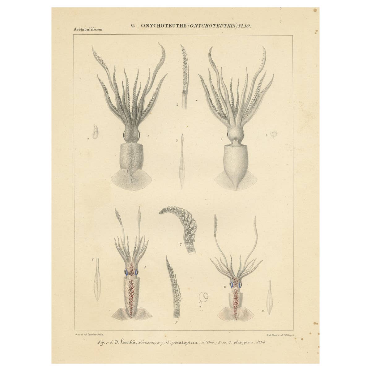 Antique Print of Onychoteuthis Squid species