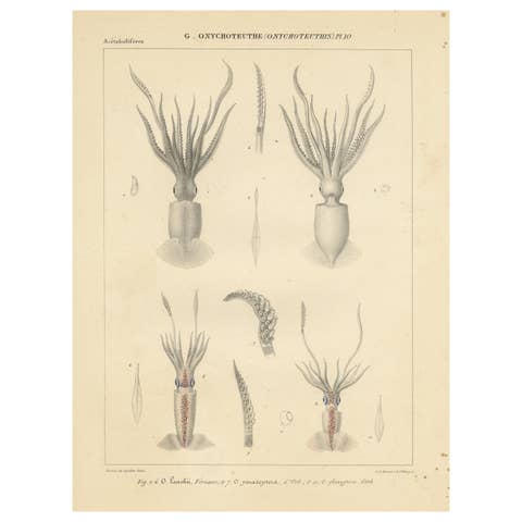 Antique Print of Onychoteuthis Squid species